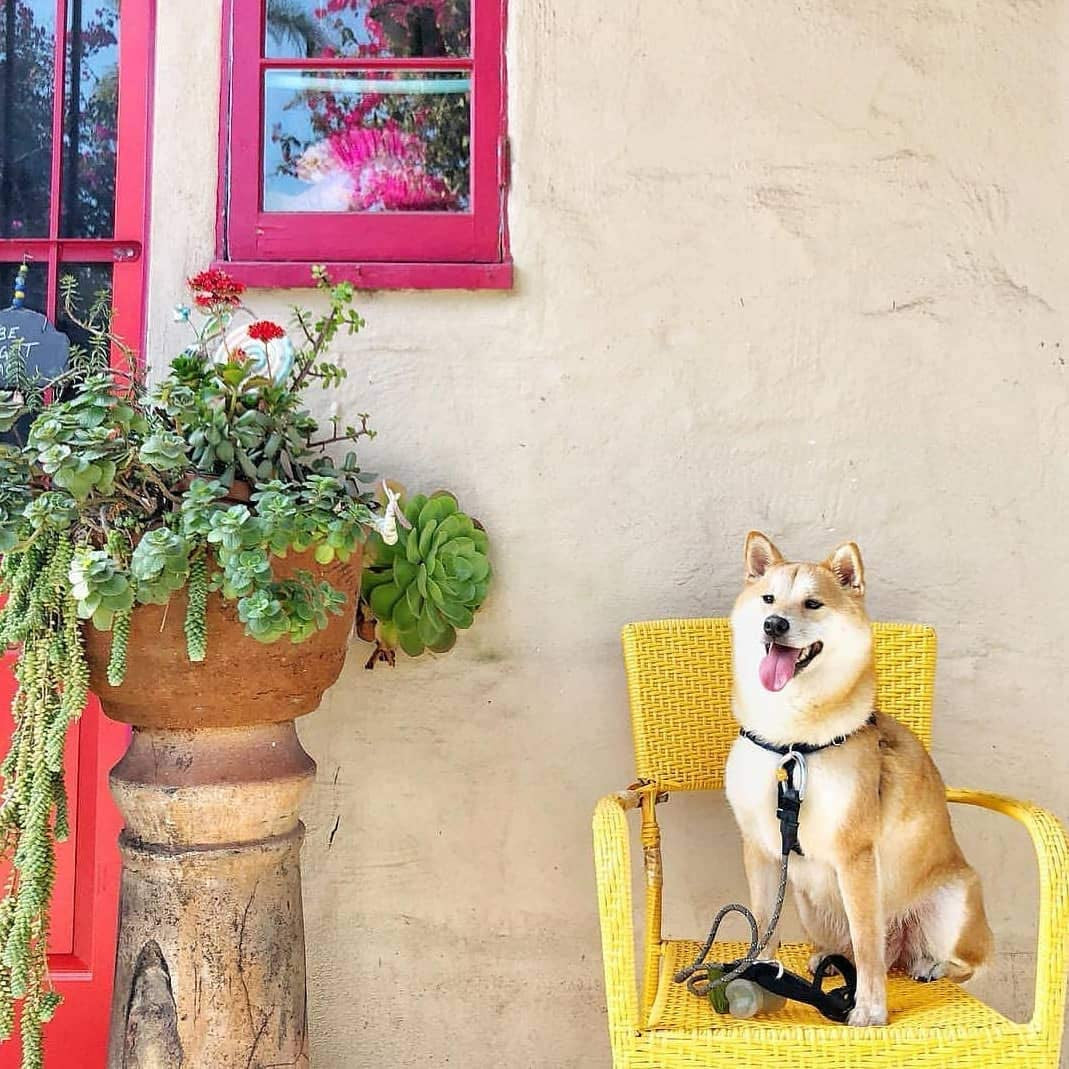 Purrfect Pet Kingdom dog poop bags bulk 150 count for convenient pet waste disposal