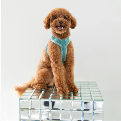 Lilac Velvet Dog Harness: Teal Purrfect Pet Kingdom premium adjustable padded velvet harness on a brown toy poodle.