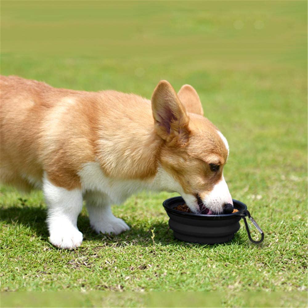 Vibhsa portable dog travel bowl in use by a corgi on green grass for easy feeding on the go