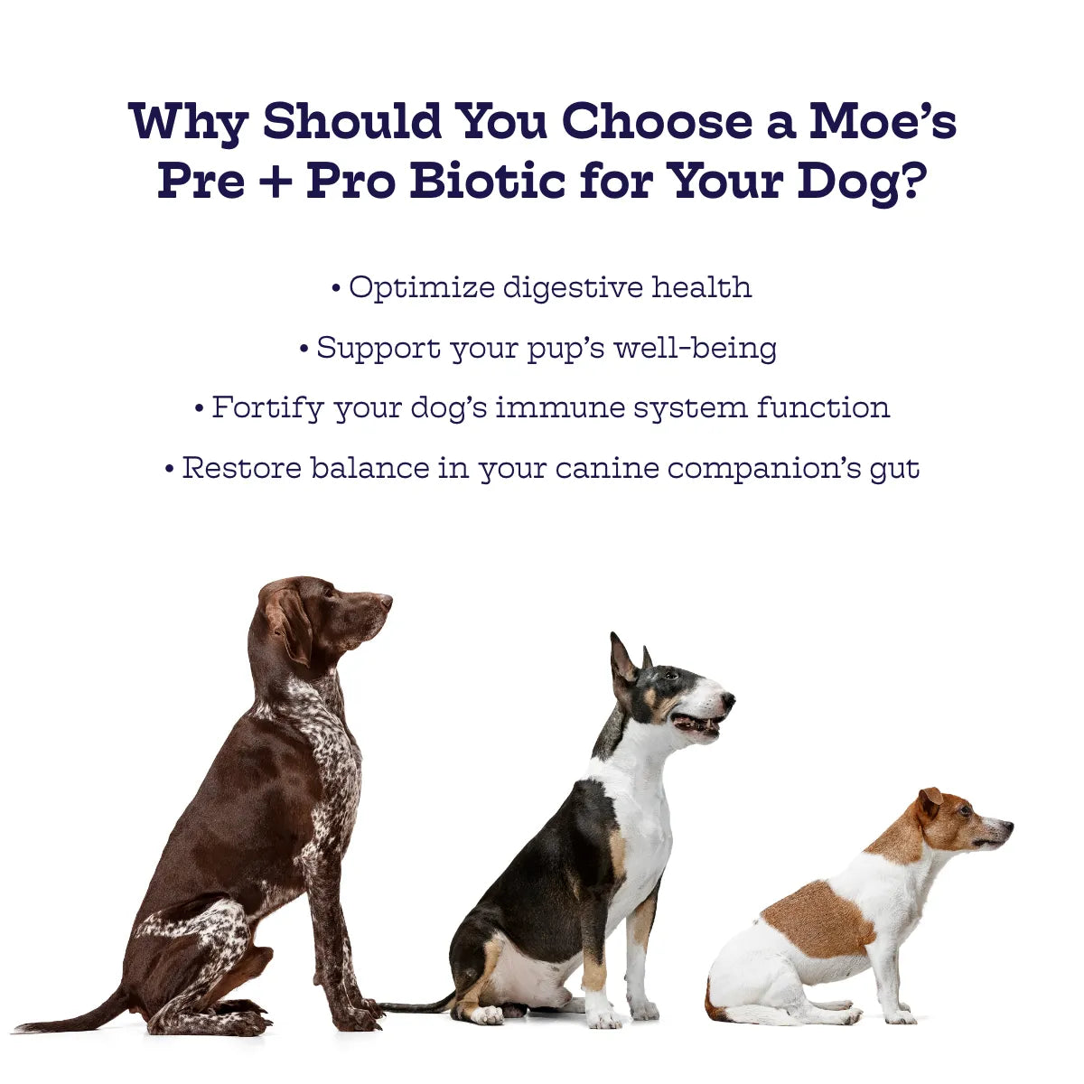 Pre + Pro Biotic Chews by Moe's Healthy Pets, featuring a vibrant packaging design, perfect for pet health support, 25.00 ...