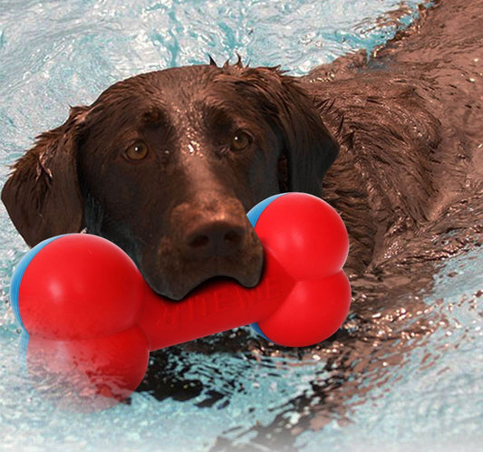 Chocolate Labrador swimming in water holding a red chew toy bone showing premium dog toys for big dogs