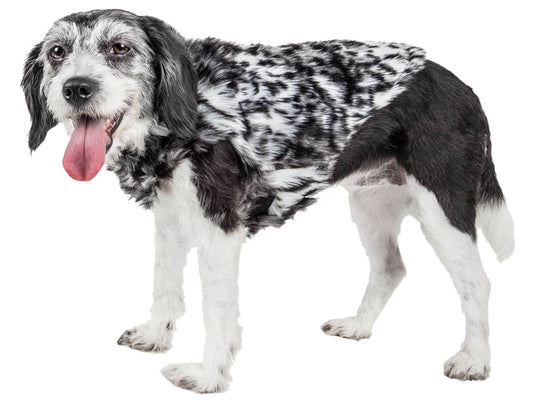 Black and white dog wearing premium pet apparel for dogs from Purrfect Pet Kingdom coats and jackets