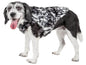 Black and white dog wearing premium pet apparel for dogs from Purrfect Pet Kingdom coats and jackets