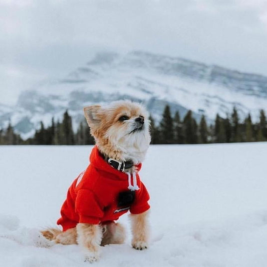 Dog Hoodie Sport Retro Style Pet Clothes S-XXL ✅