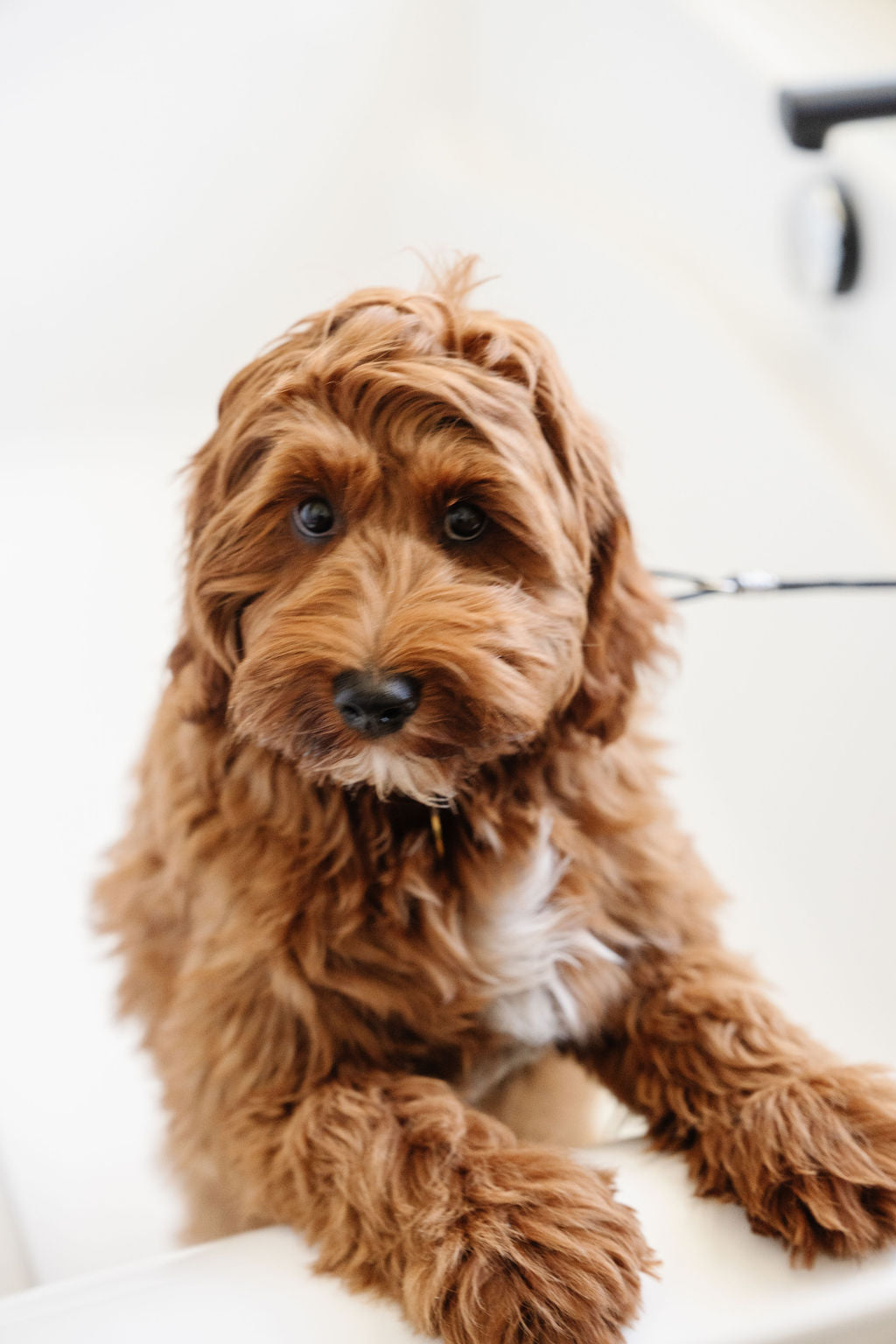 Pet Grooming Leash Stay In Place Safety Tether