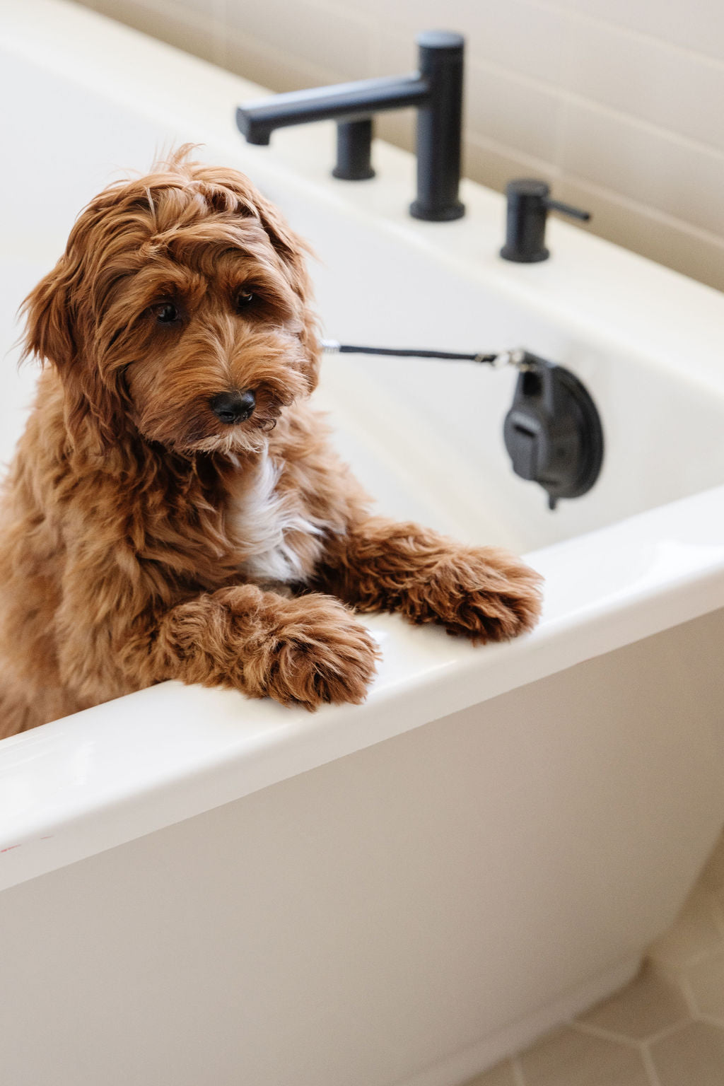 Pet Grooming Leash Stay In Place Safety Tether