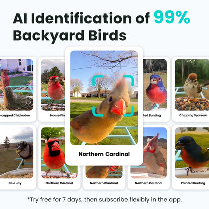 Purrfect Pet Kingdom® - Birdfy Feeder - AI-Powered Smart Bird Feeder with Camera - Birdfy Feeder