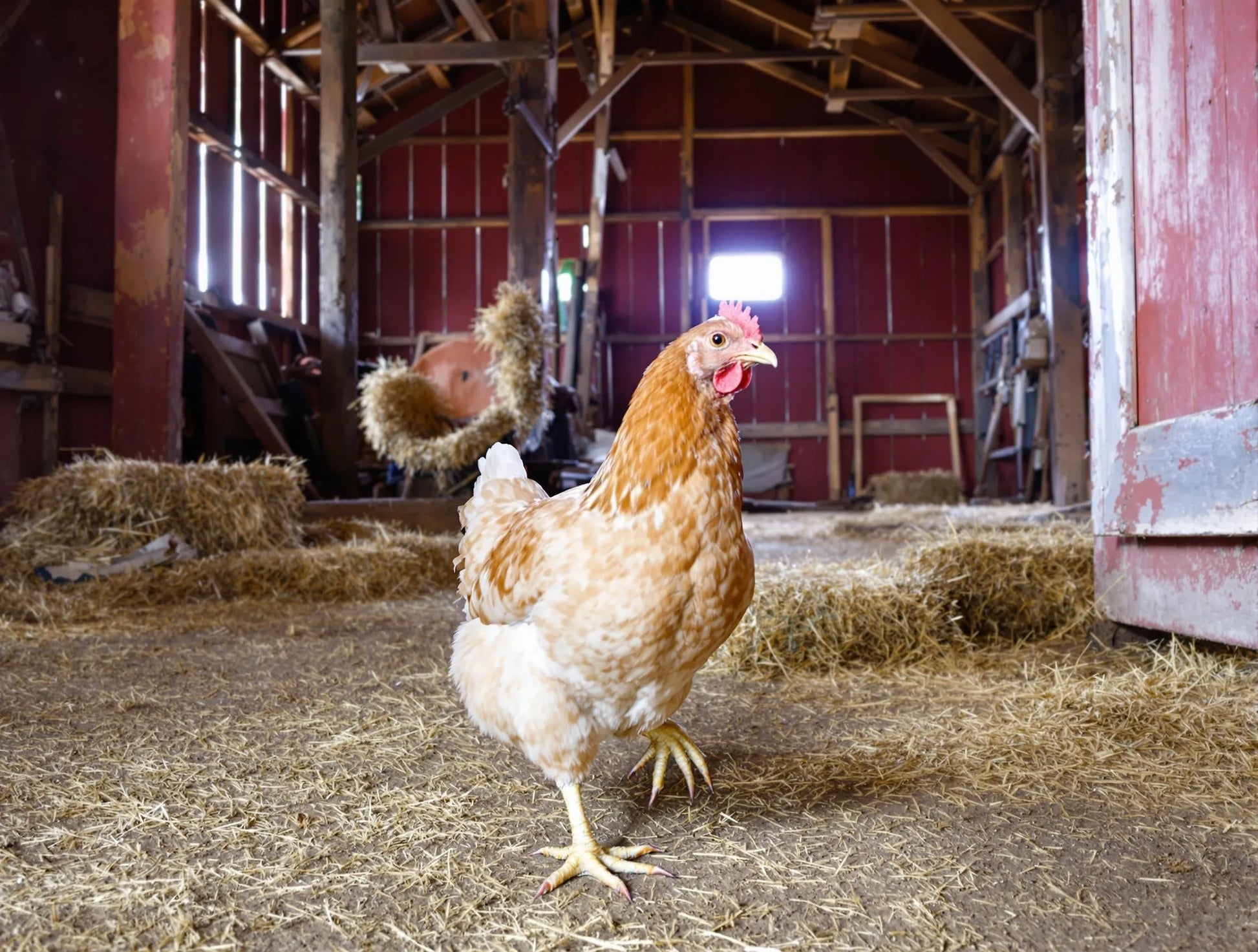 Purrfect Pet Kingdom - Little Giant 3Lbs Plastic Hanging Poultry Feeder Ideal for Chicks & Baby Quail - Bird Cage Water Di...