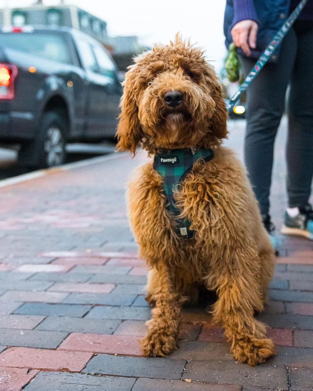 Purrfect Pet Kingdom - Lumbersnack Holiday Dog Leash and Poop Bag Holder Kit Set - Pet Leashes