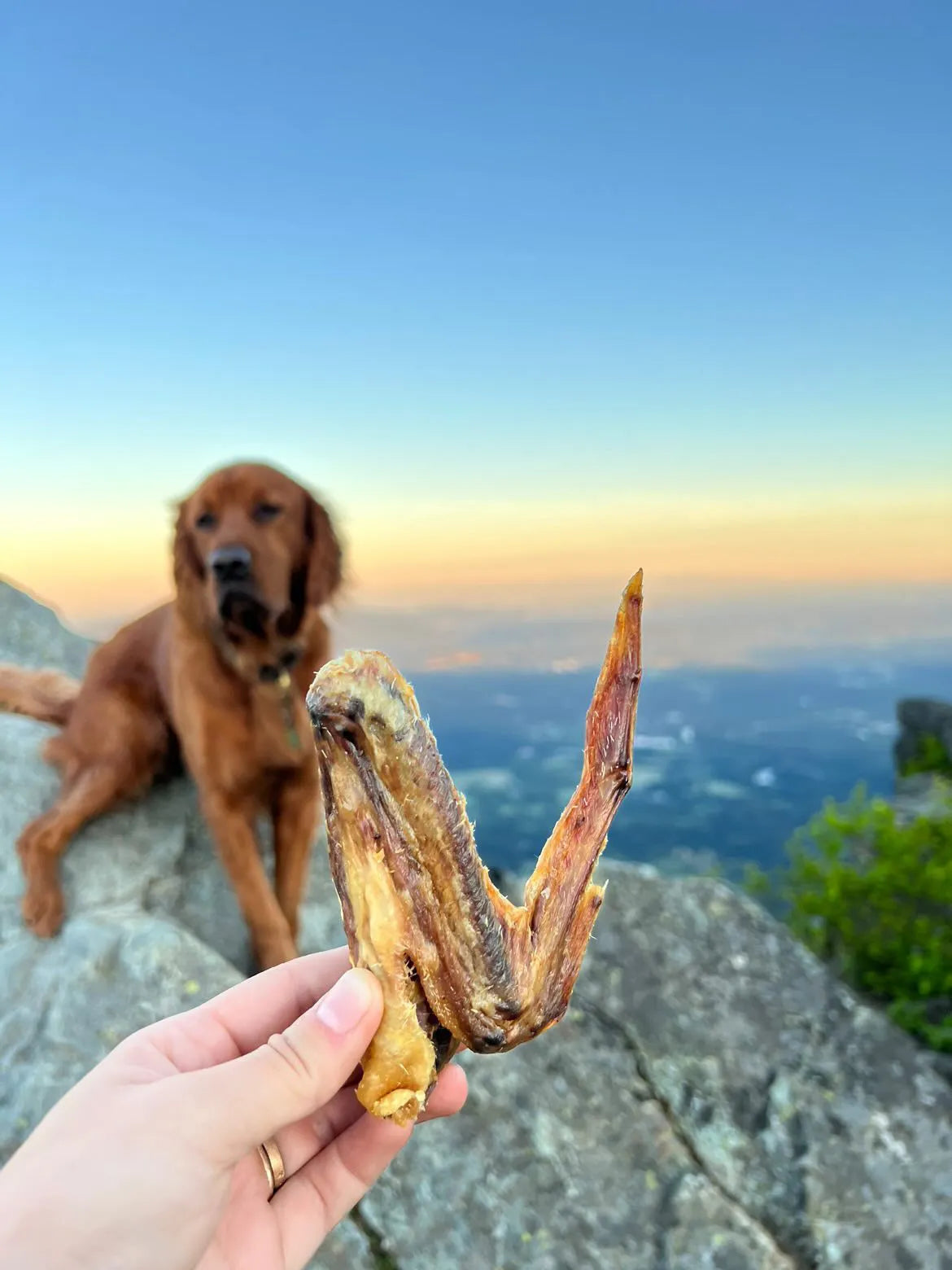 Purrfect Pet Kingdom® - Naked Beasts Antibiotic-Free Dried Duck Wing Dog Chew Treats - Dog Treats