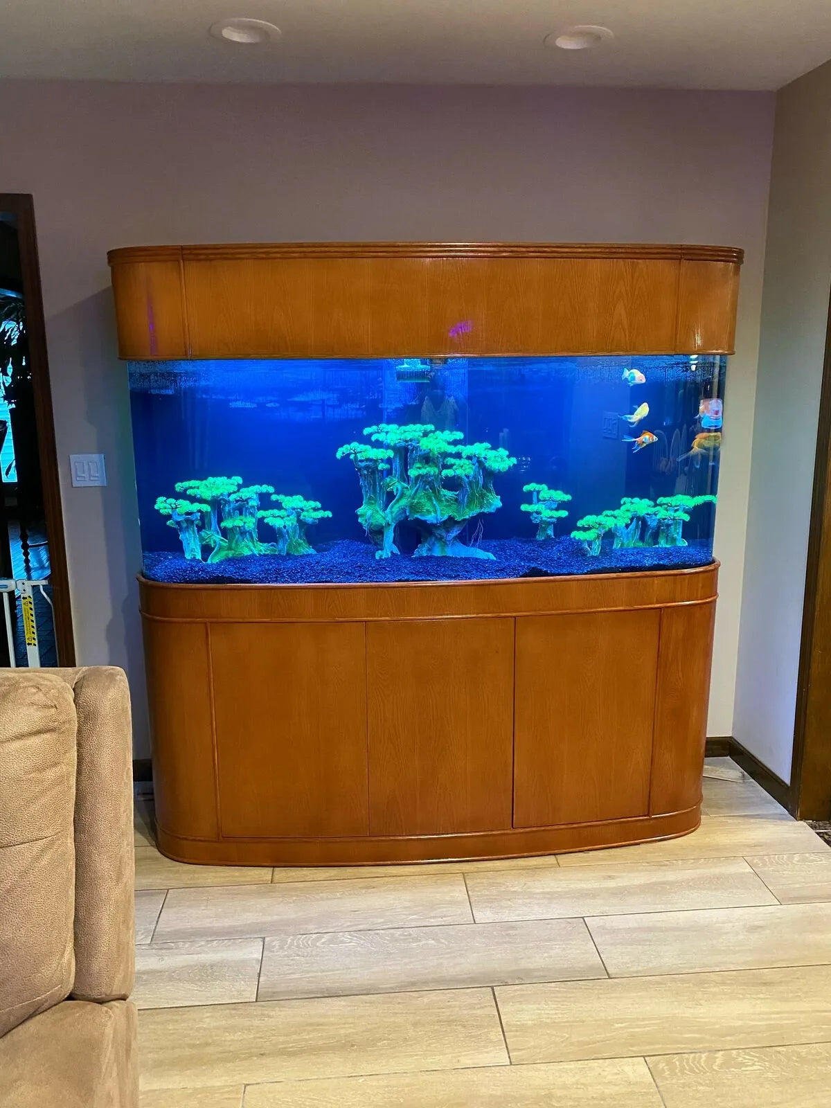 Purrfect Pet Kingdom - Premium Cherry 380 Gallon Seamless Glass Bowfront Reef-Ready Aquarium Set - Aquariums