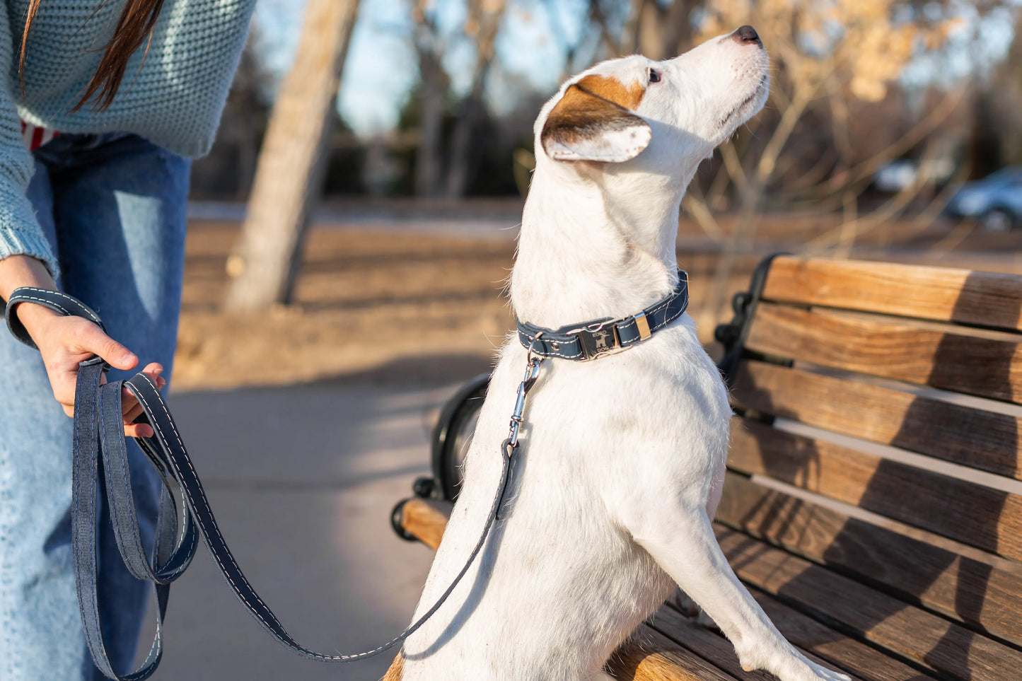 Premium Leather Quick-Release Dog Collar in Classic Blue Jean on white dog with matching leash. Purrfect Pet Kingdom.