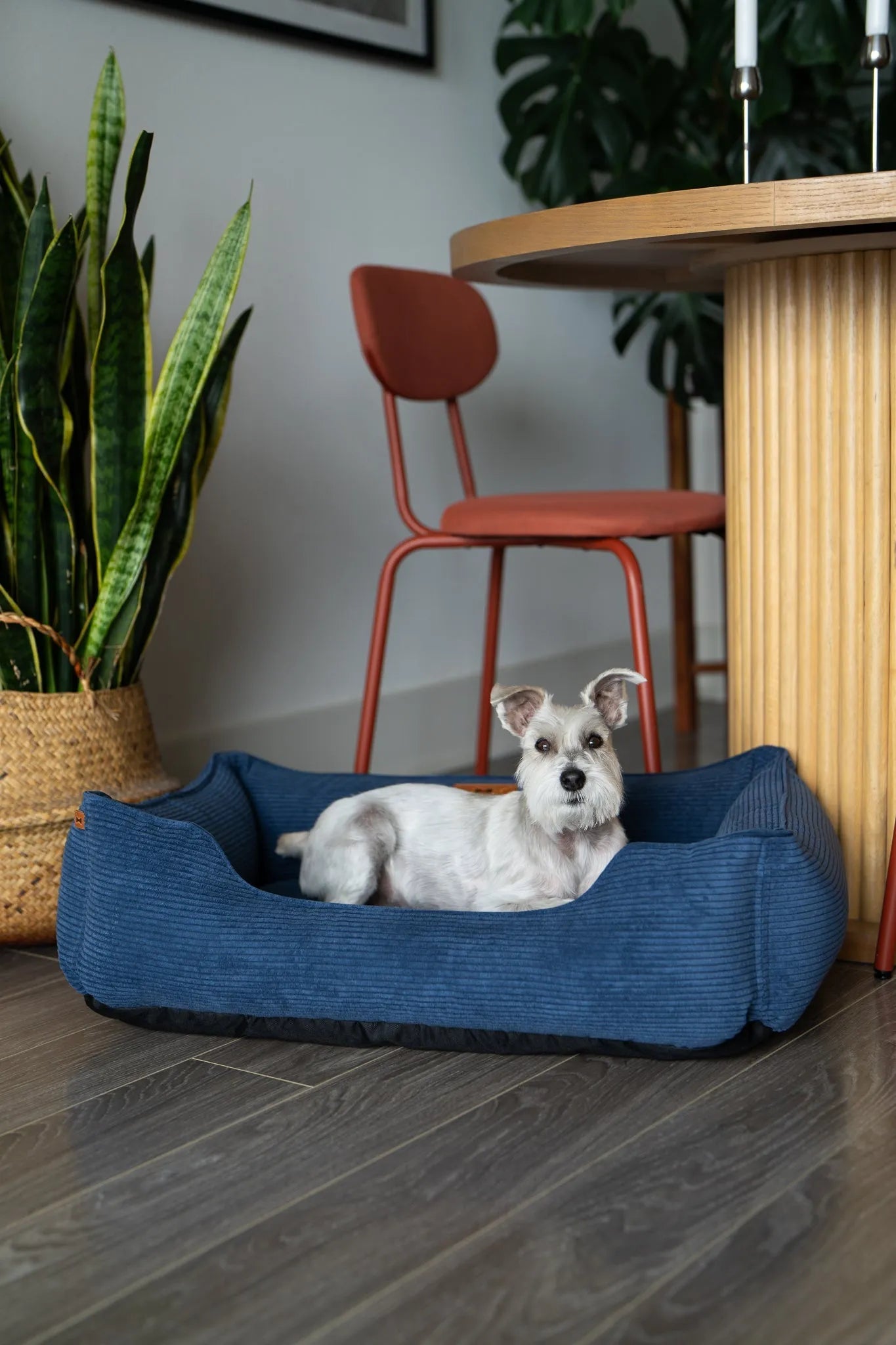 Purrfect Pet Kingdom - Purrfect Pet Kingdom Fancy Corduroy Sleeper Dog Bed Blue - Bolster Beds