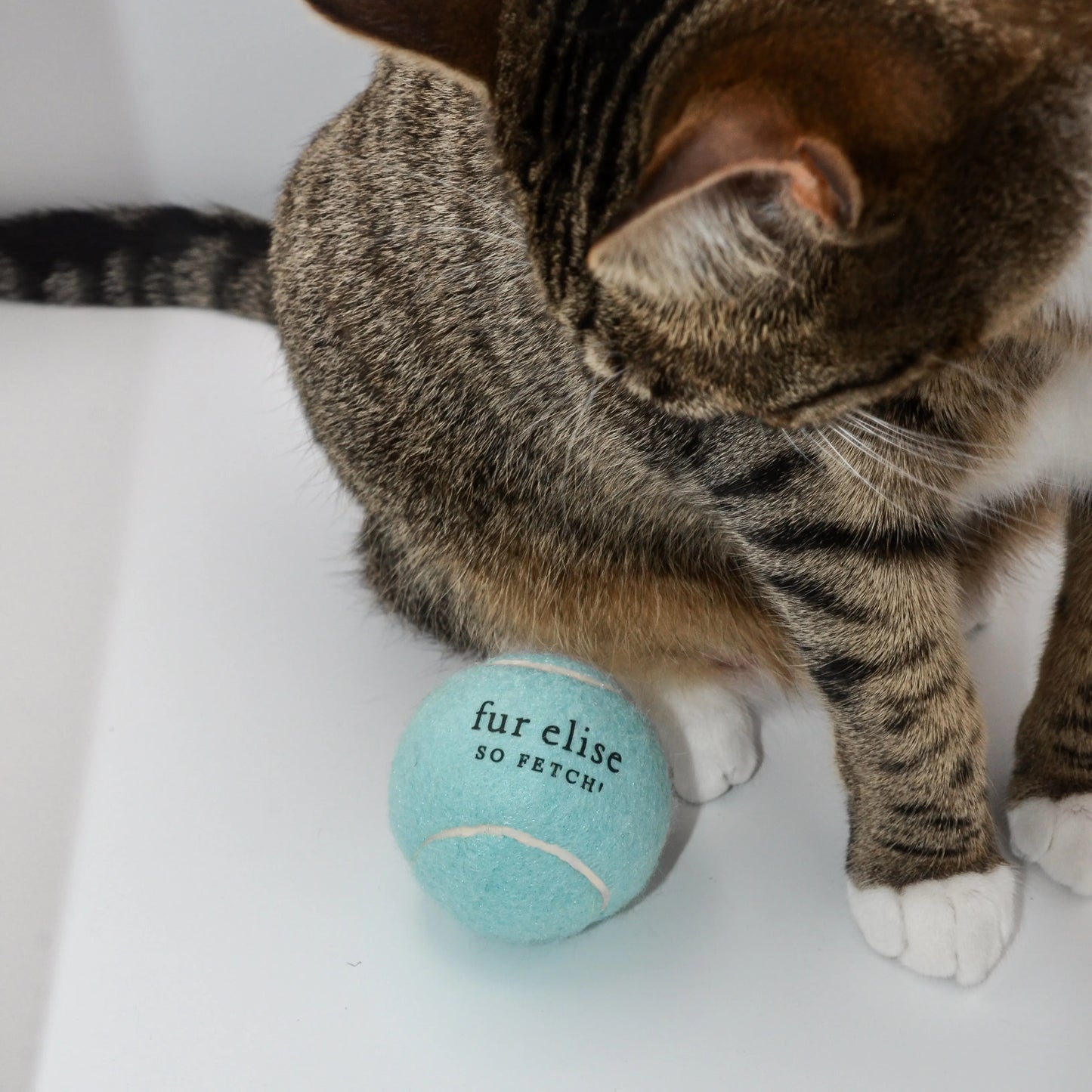 Purrfect Pet Kingdom - So Fetch! Tennis Ball - Cloud - Toys