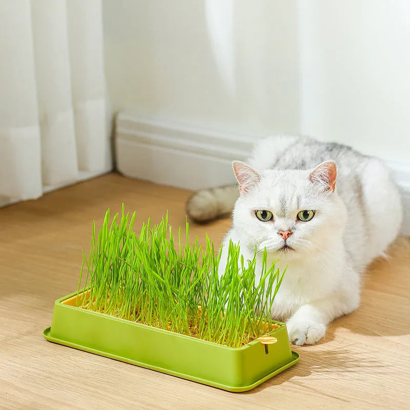 Purrfect Pet Kingdom® - Soilless Hydroponic Wheat Cat Toy Seed Suit - 0