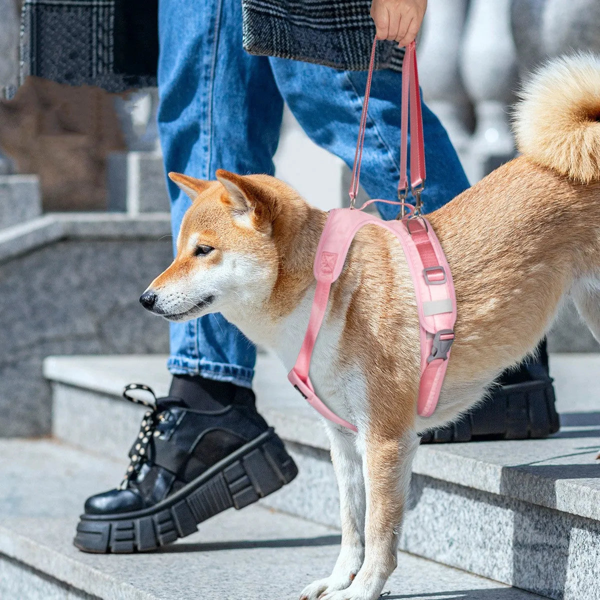 Purrfect Pet Kingdom® - Split Assisted Chest Strap For Disabled Dogs - Dog Harness