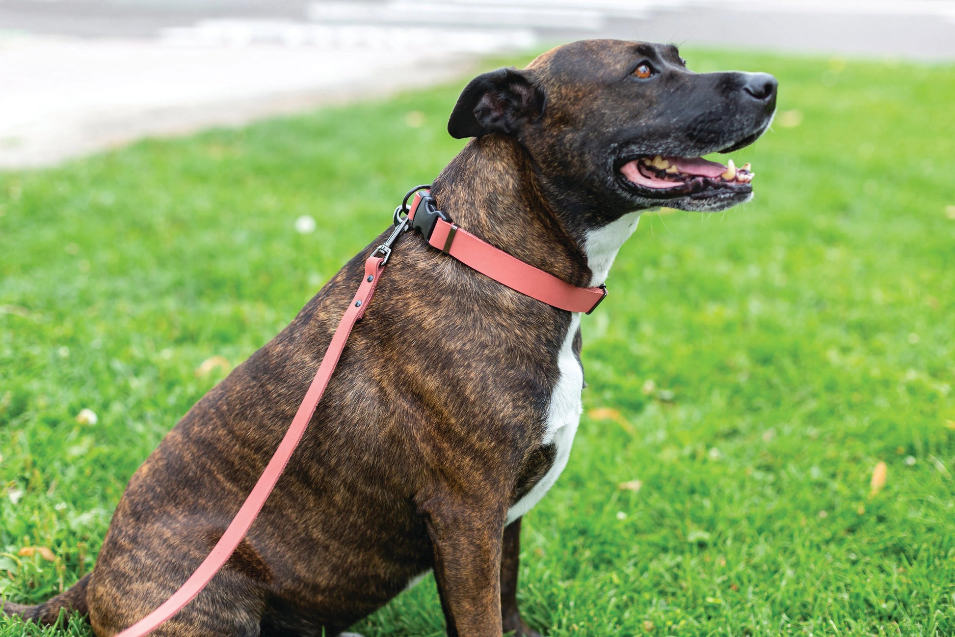 Purrfect Pet Kingdom Sport Style Coral Reef Leather Leash in vibrant coral color, perfect for stylish pet walks.