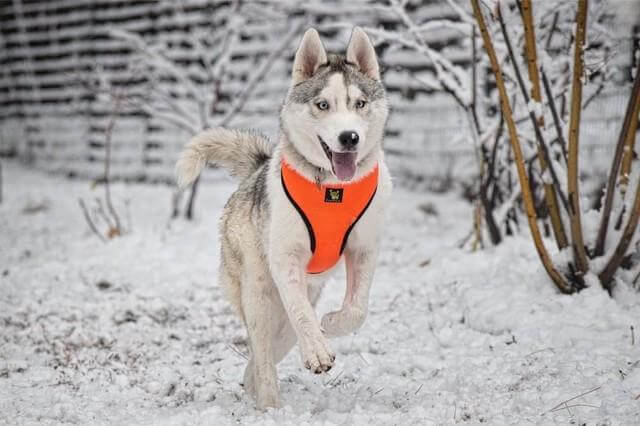 Dog Harness Over-the-Head Harnesses Max Comfort 18 Colors - gallery product image for dog harness