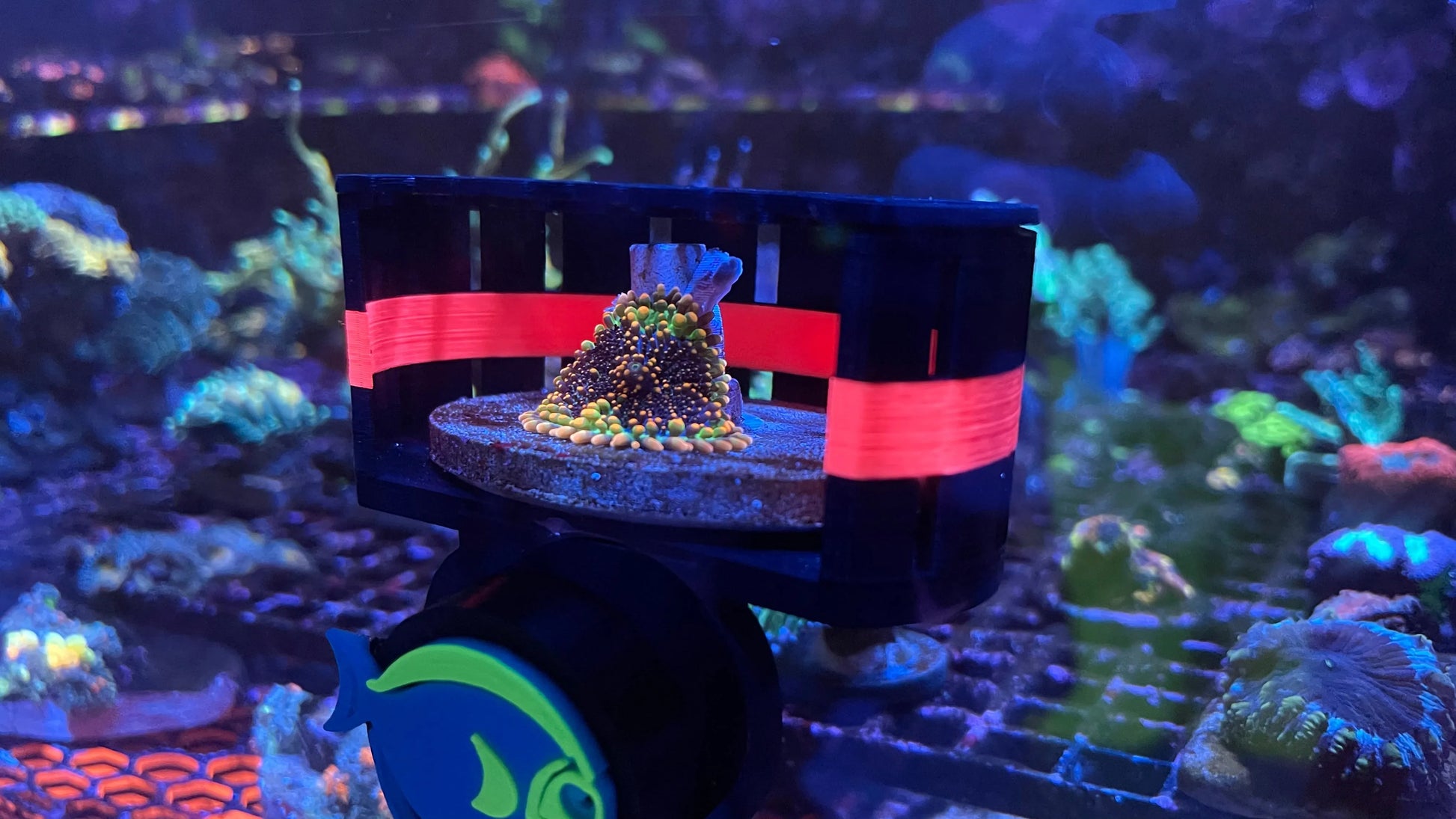 Rhino's Reef - ClearShroom — Magnetic Mushroom  Cage by Rhino’s Reef - Aquarium Supply