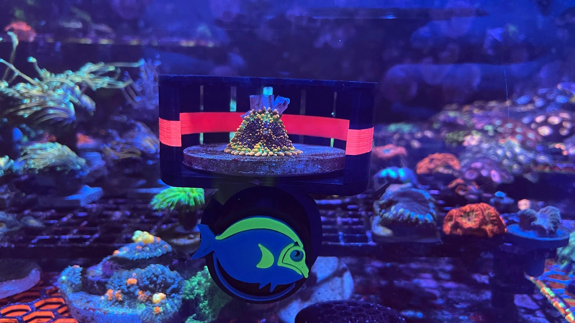 Rhino's Reef - ClearShroom — Magnetic Mushroom  Cage by Rhino’s Reef - Aquarium Supply
