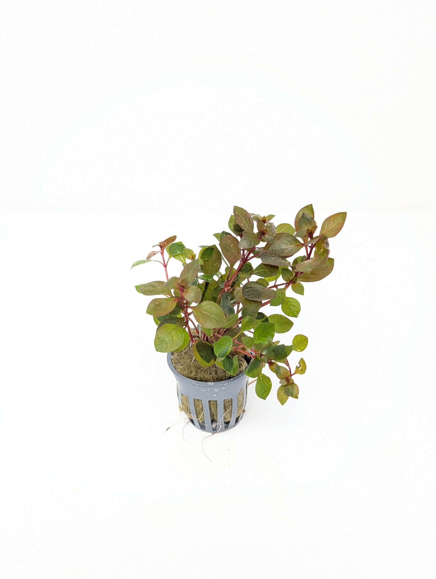 Ludwigia sp. Super Red Mini