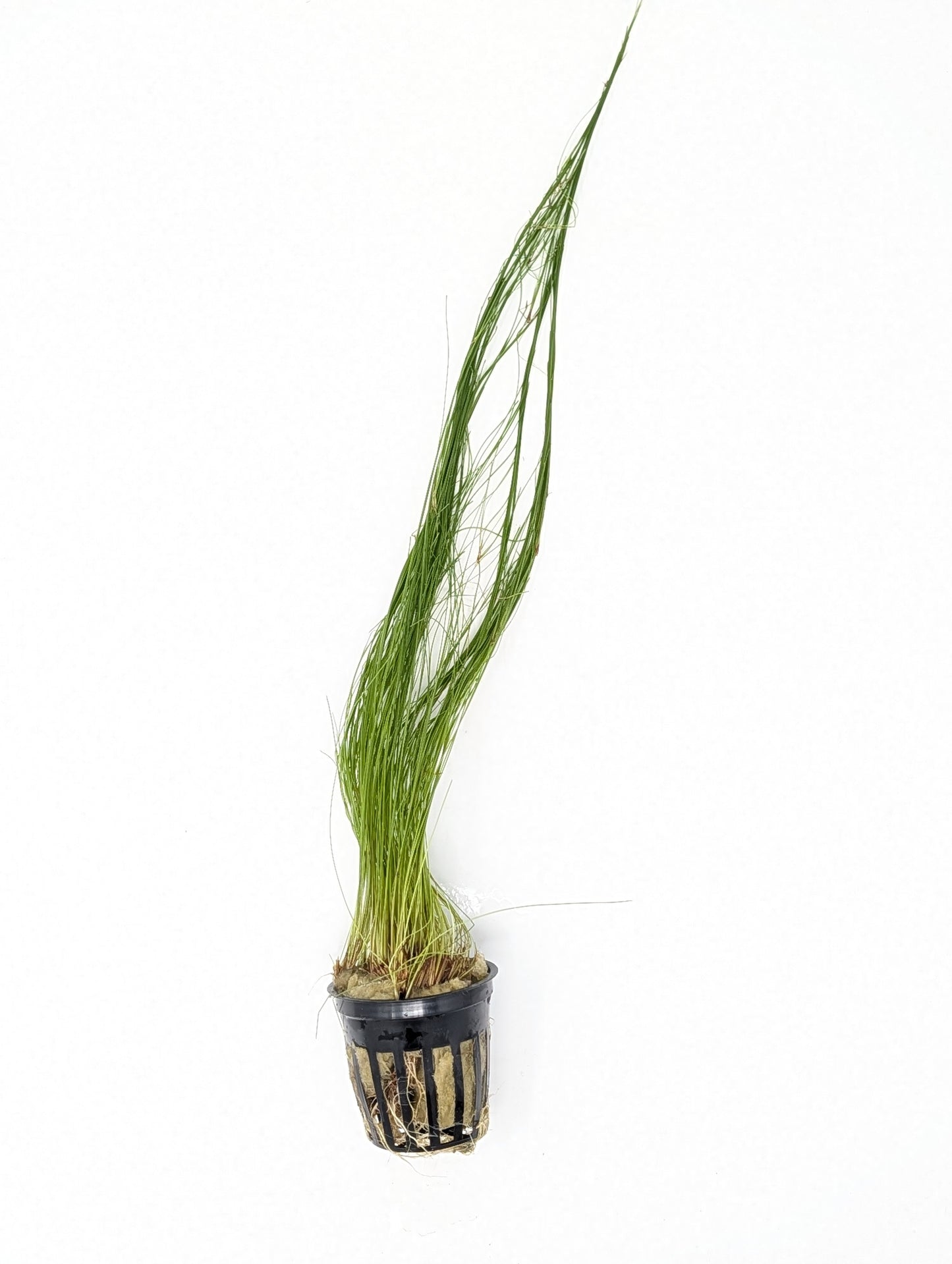Giant Hairgrass (Vivipara)