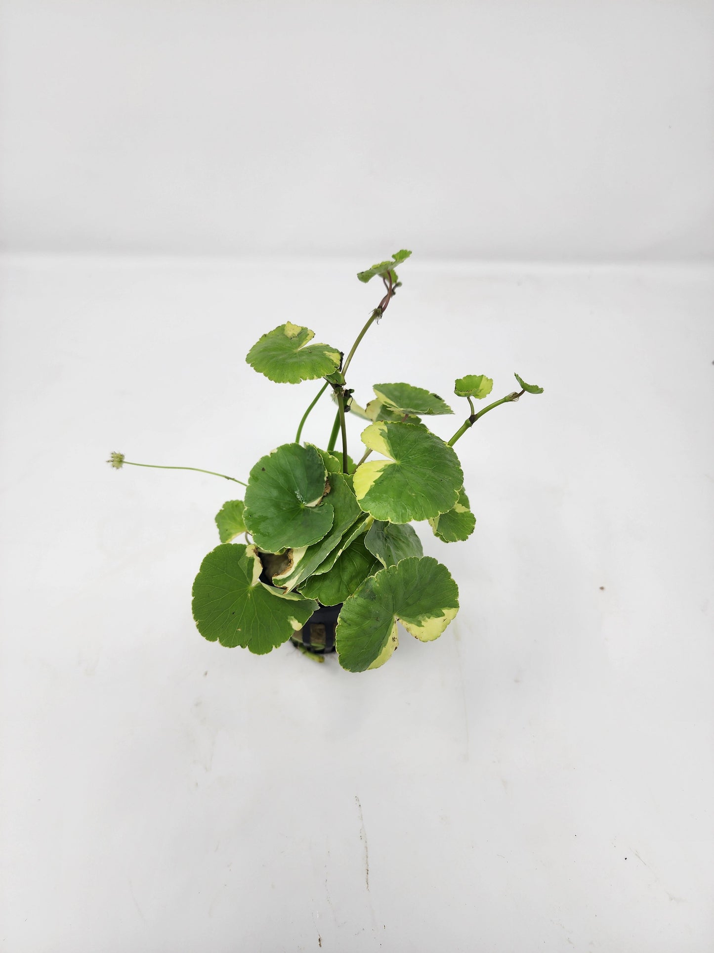 Variegated Pennywort | Hydrocotyle leucocephala Variegated
