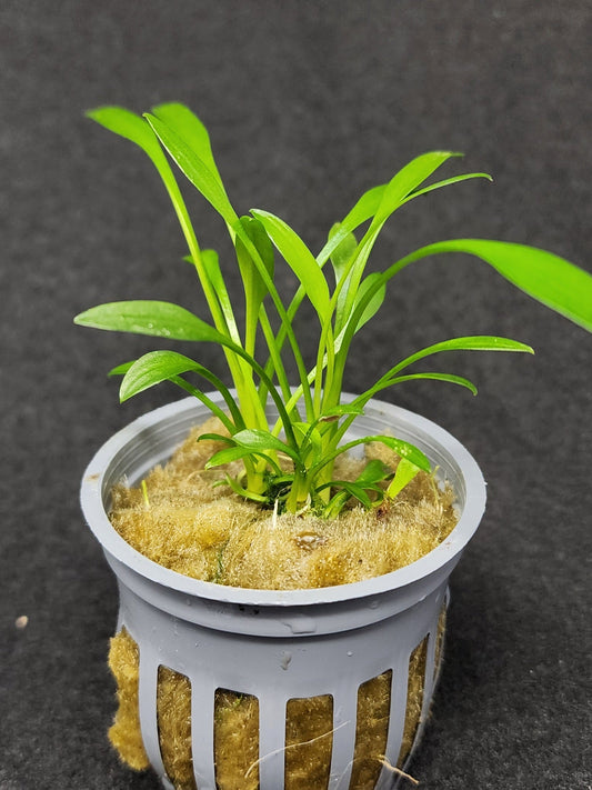 Cryptocoryne Parva