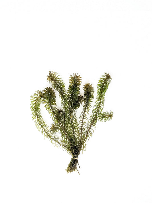 Anacharis - Elodea Najas - Water Weed