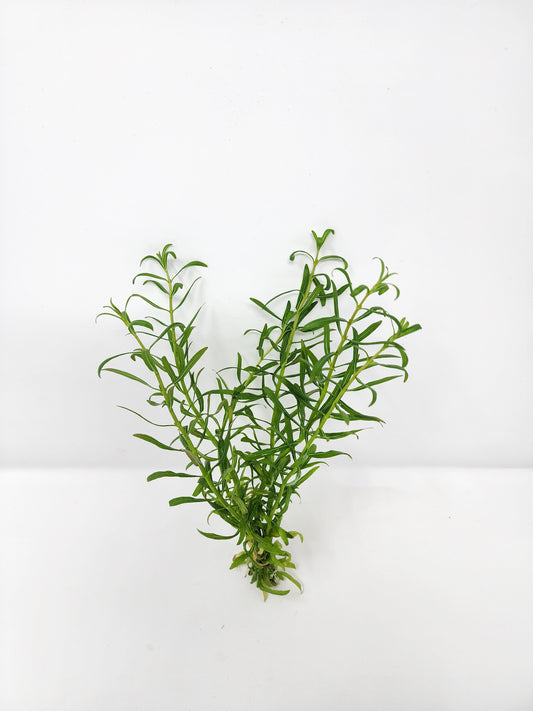 Rotala Red Cross