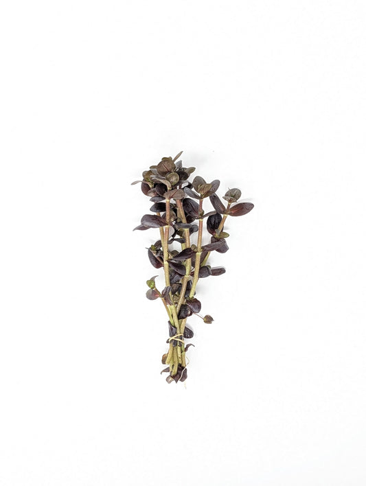 Bacopa salzmannii Purple