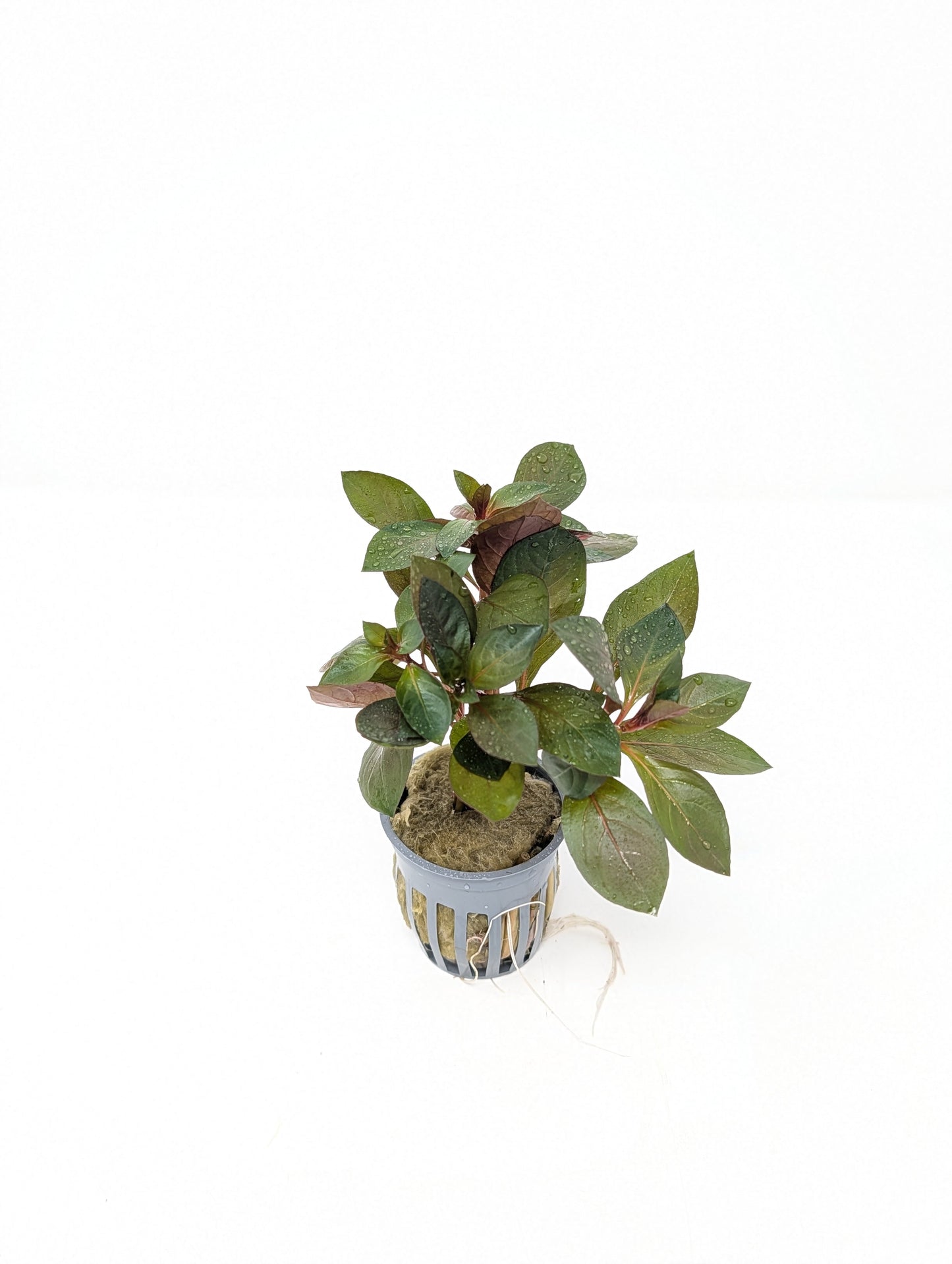 Ludwigia Dark Red