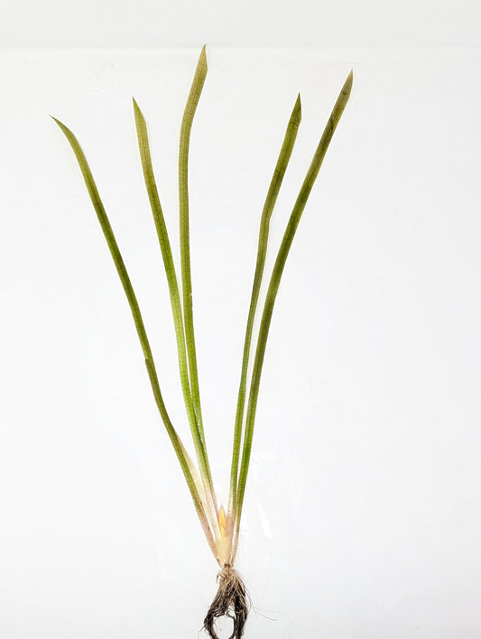 Jungle Val - Vallisneria Americana