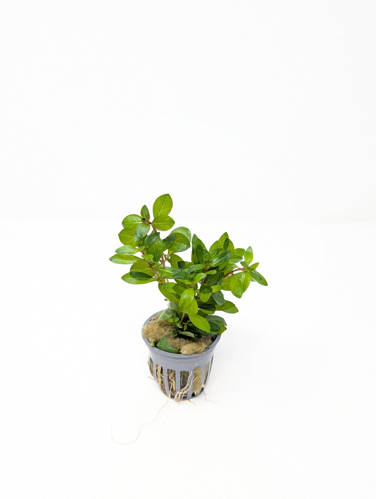 Ludwigia Arcuata Needle Leaf