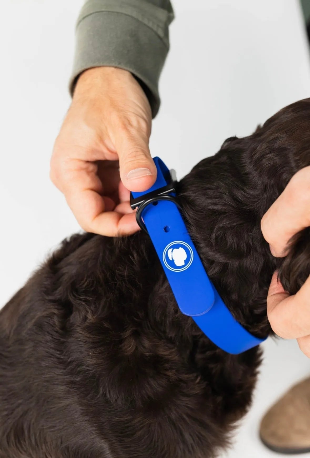 Royal Blue Collar by The Modern Dog Company Store, available in Small, Medium, and Large; perfect for stylish and durable ...