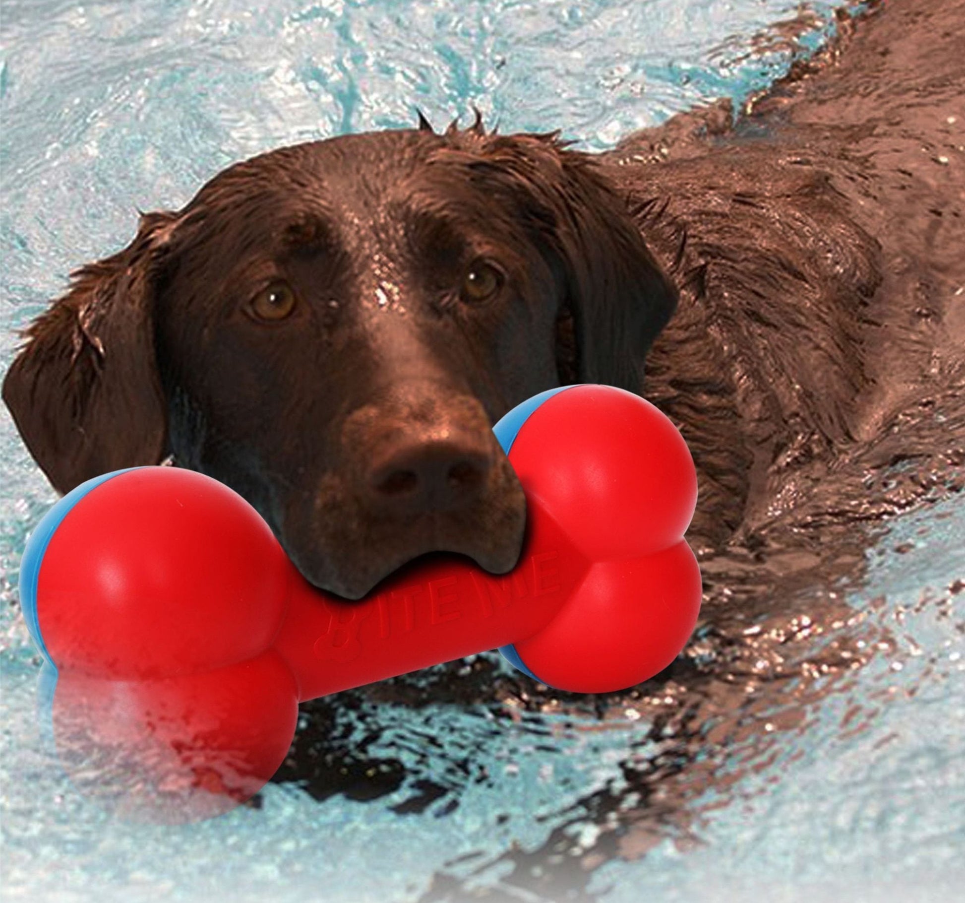 Mercantile Mountain safe dog teething toy for aggressive chewers, floating in water with a happy dog