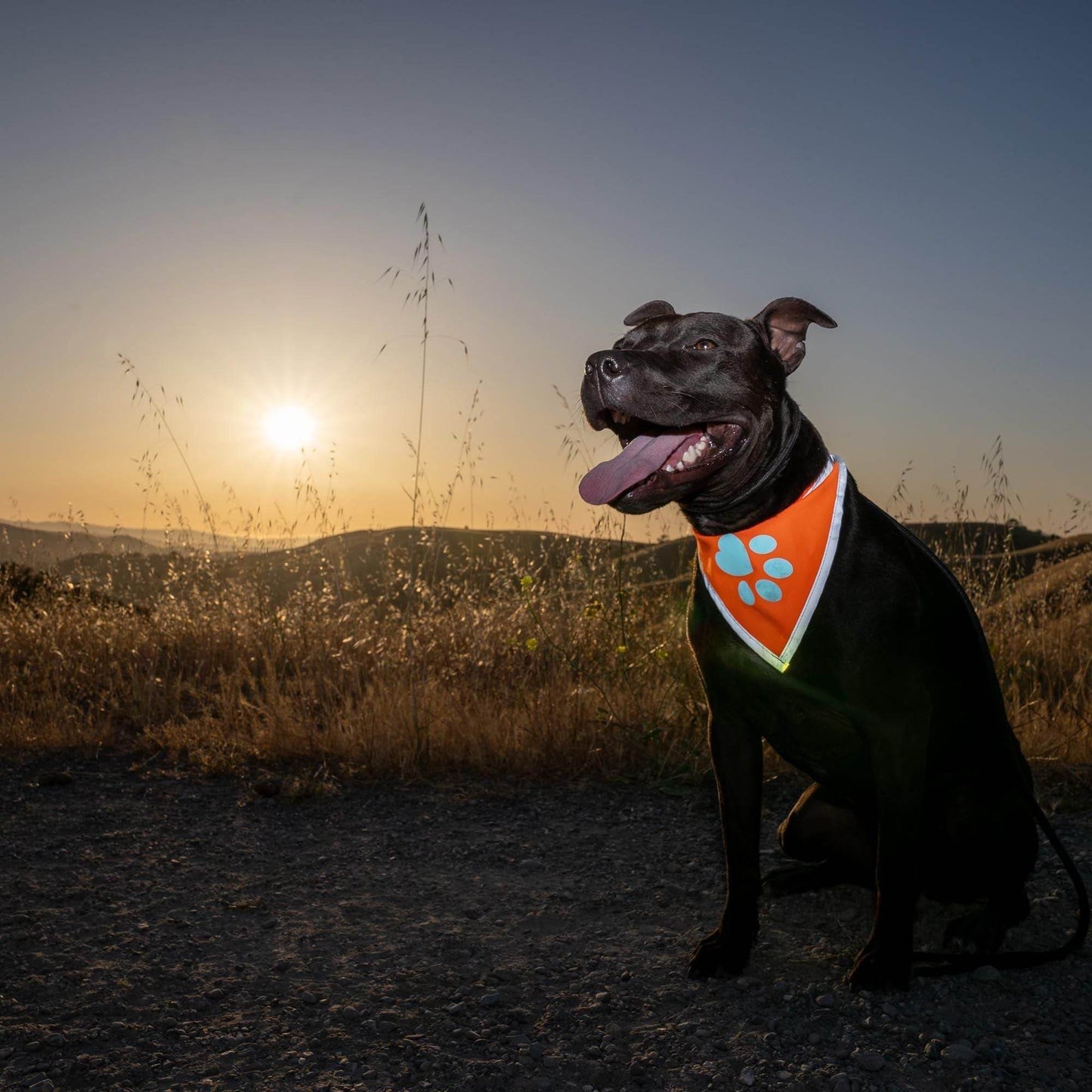 Purrfect Pet Kingdom Dog Bandana Reflective Orange Purrfect Pet Kingdom
