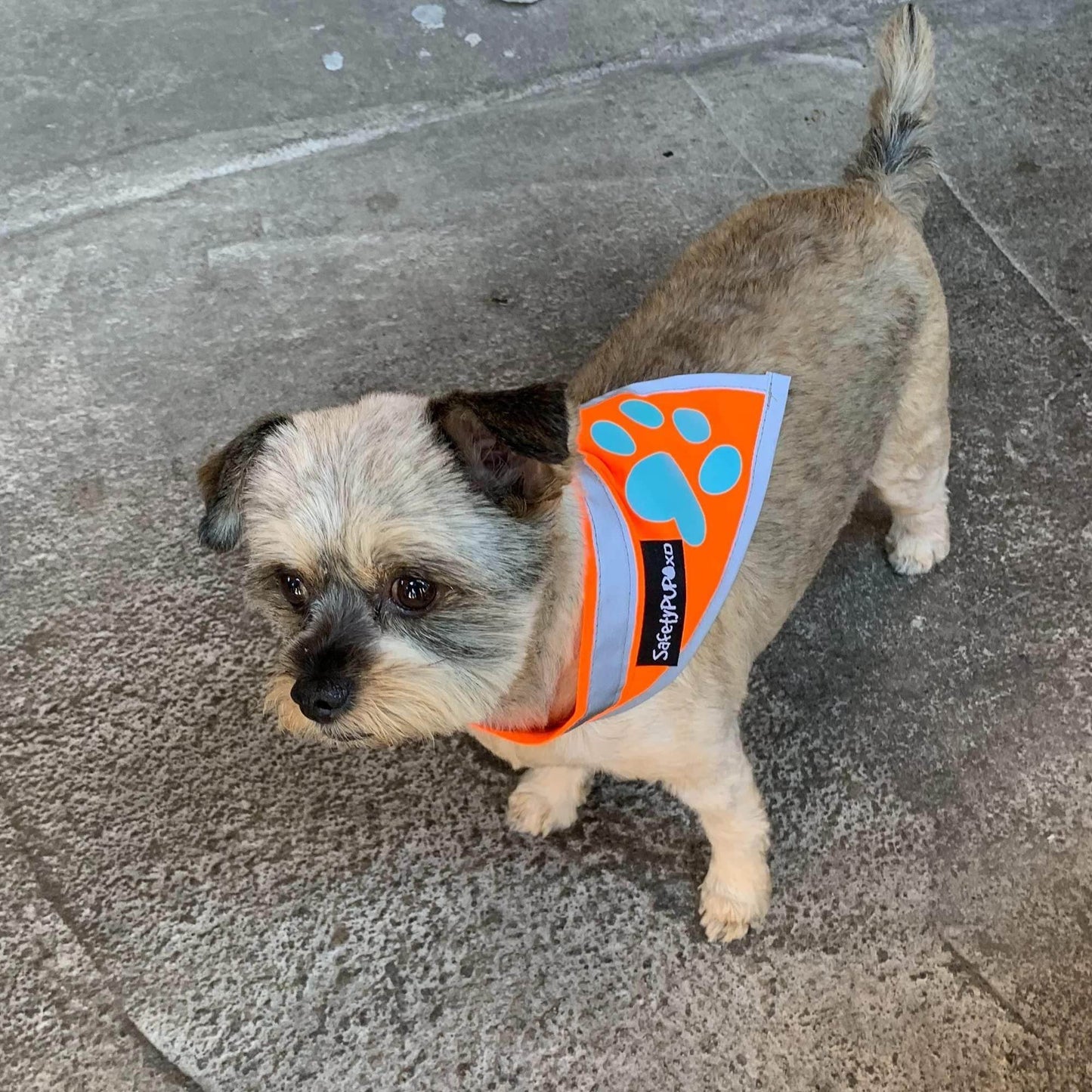 Purrfect Pet Kingdom Dog Bandana Reflective Orange Purrfect Pet Kingdom