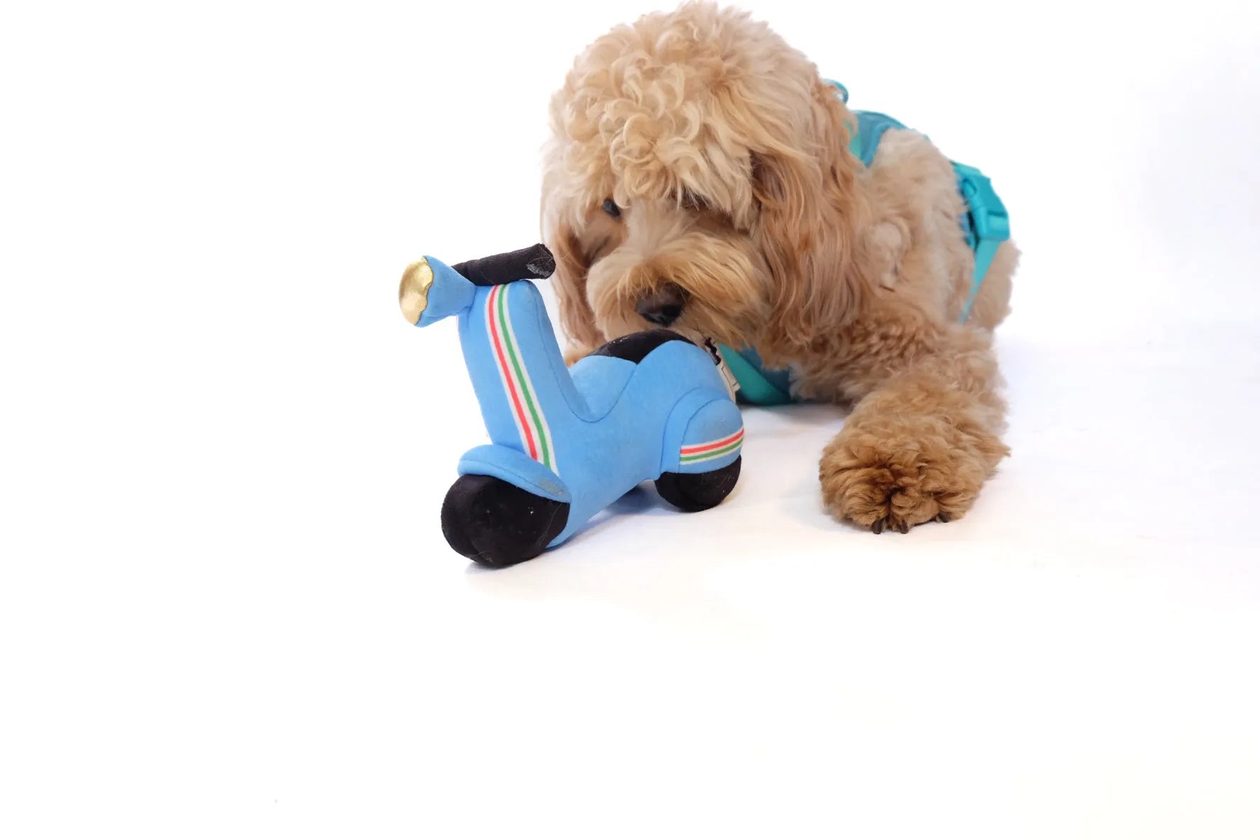 Scooter Plush Dog Toy by Come Here Buddy, a durable, medium-sized squeaky toy perfect for interactive play, priced between...