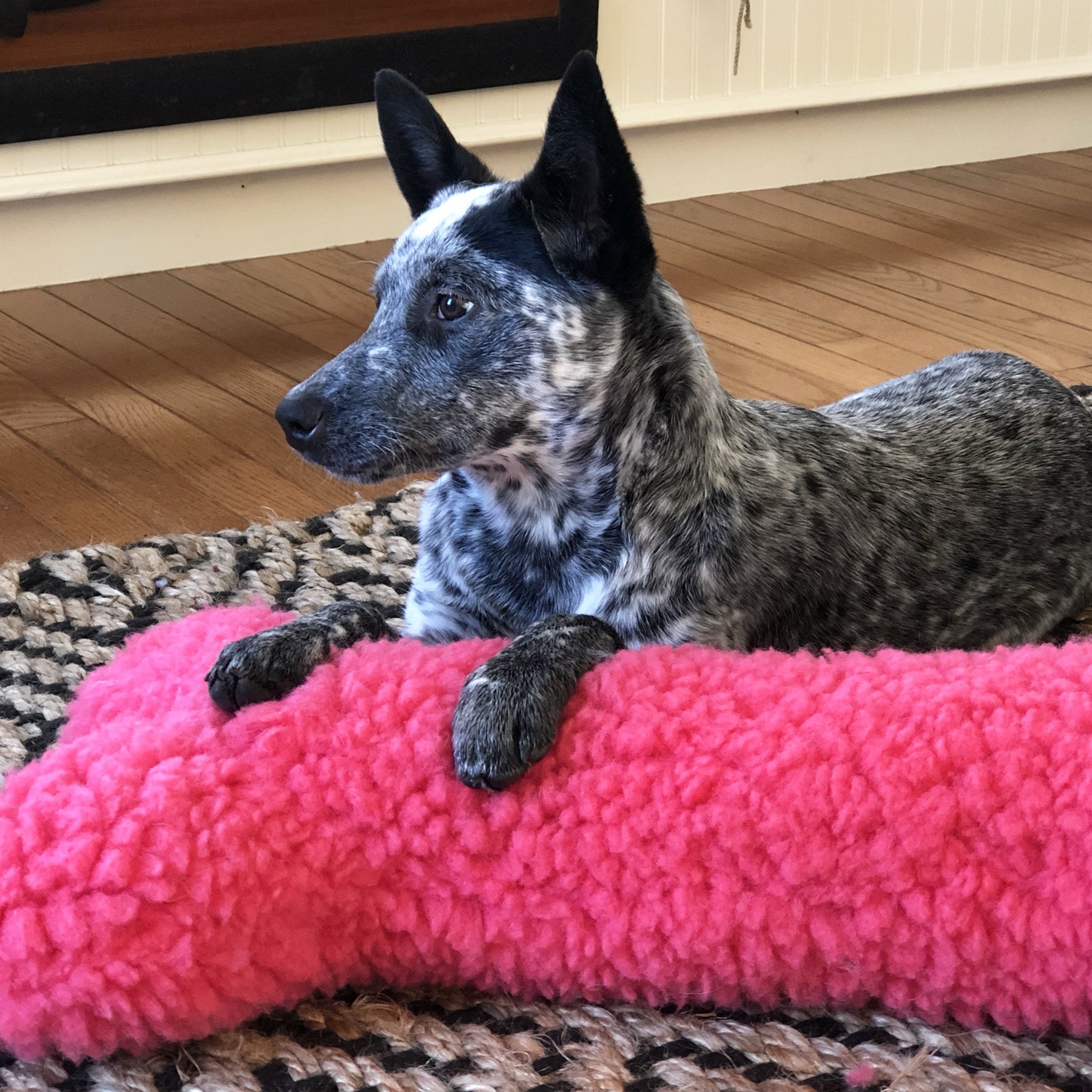 Dog Treats HuggleCause Living Beyond Breast Cancer Essential - gallery product image for dog treats