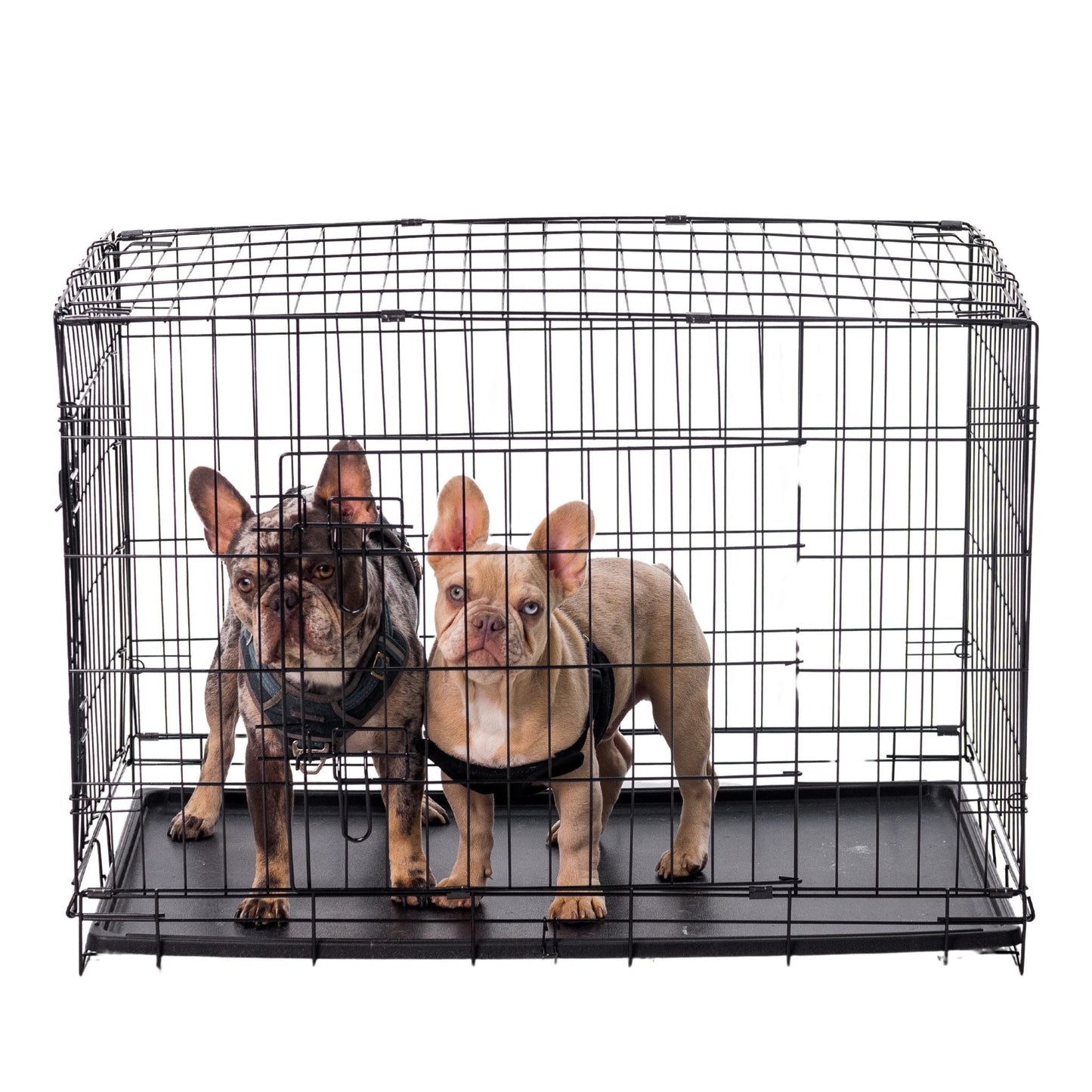 Classic Wire Kennel - Wasatch Pup
