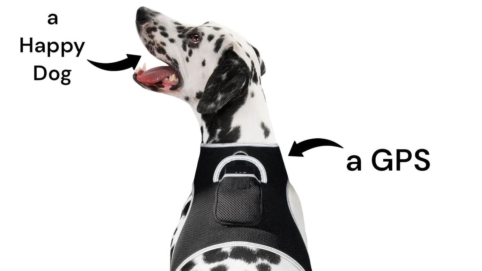 Purrfect Pet Kingdom Smart Dog Tracking Collar with GPS Purrfect Pet Kingdom