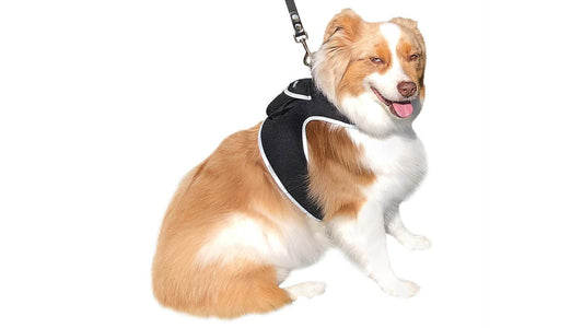 Purrfect Pet Kingdom Smart Dog Tracking Collar with GPS Default Purrfect Pet Kingdom