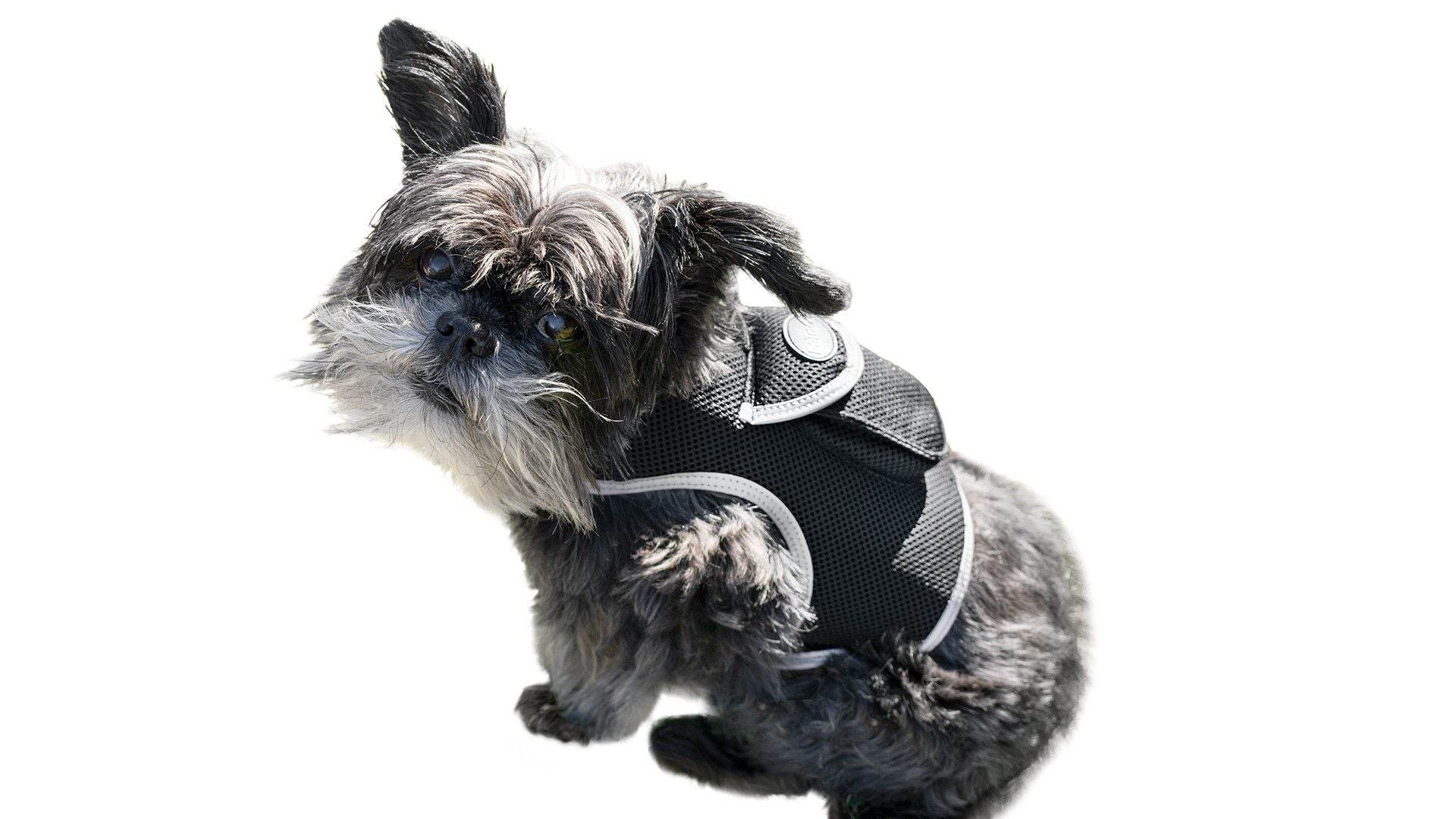 Purrfect Pet Kingdom Smart Dog Tracking Collar with GPS Purrfect Pet Kingdom