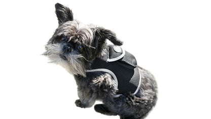 Purrfect Pet Kingdom Smart Dog Tracking Collar with GPS Purrfect Pet Kingdom