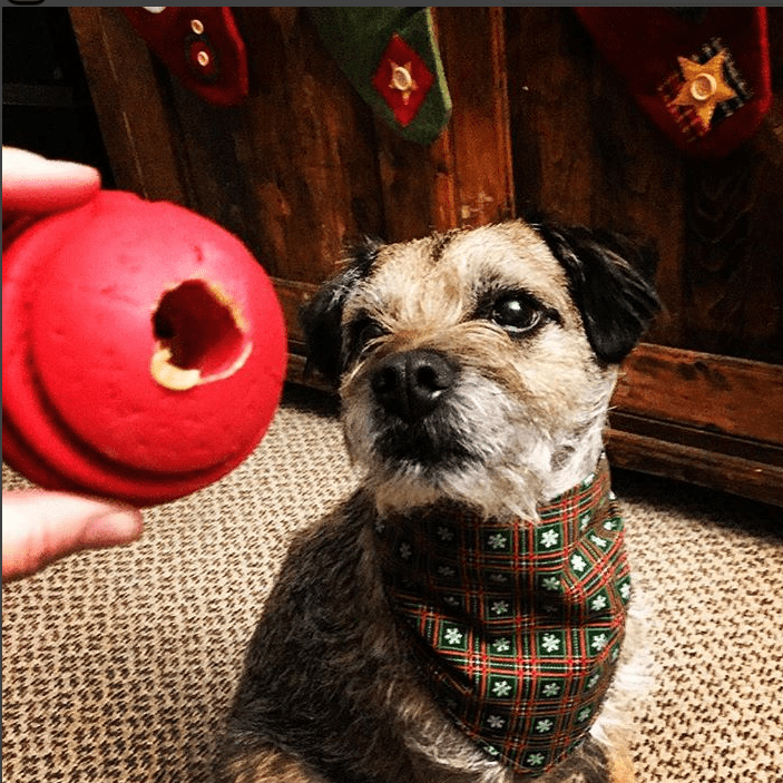 USA-K9 Stars and Stripes Rubber toy | K9 Handler Reward Toy