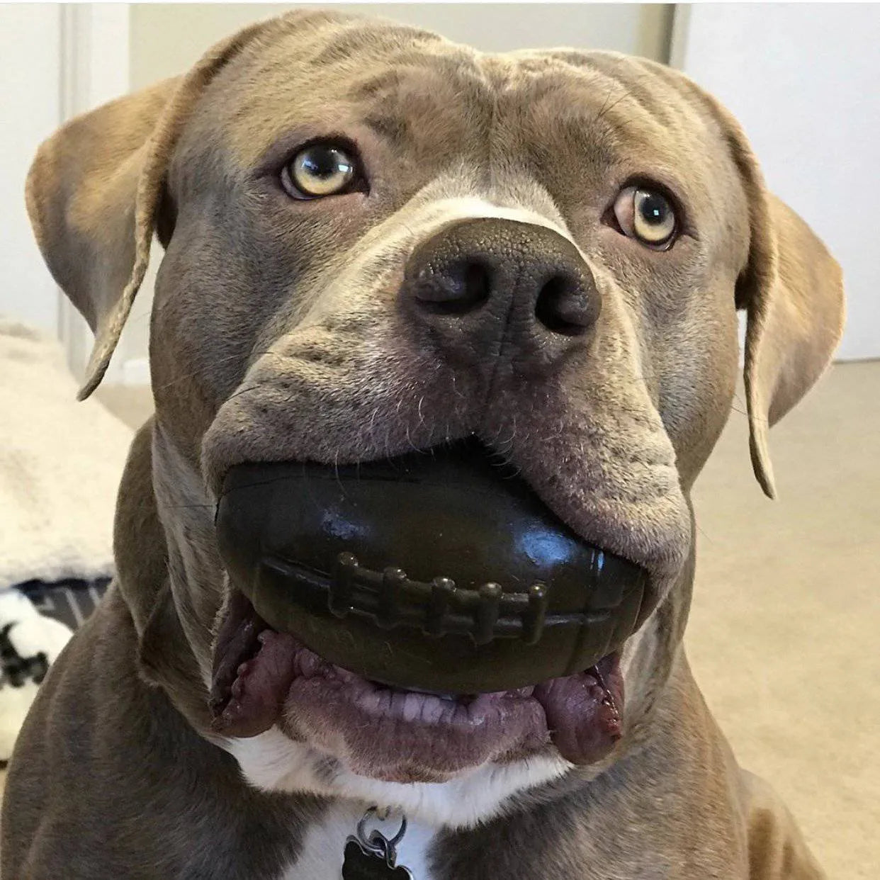 SodaPup/True Dogs, LLC - Football Dog Chew Toy & Treat Dispenser - USA Made | SodaPup - Dog Toys