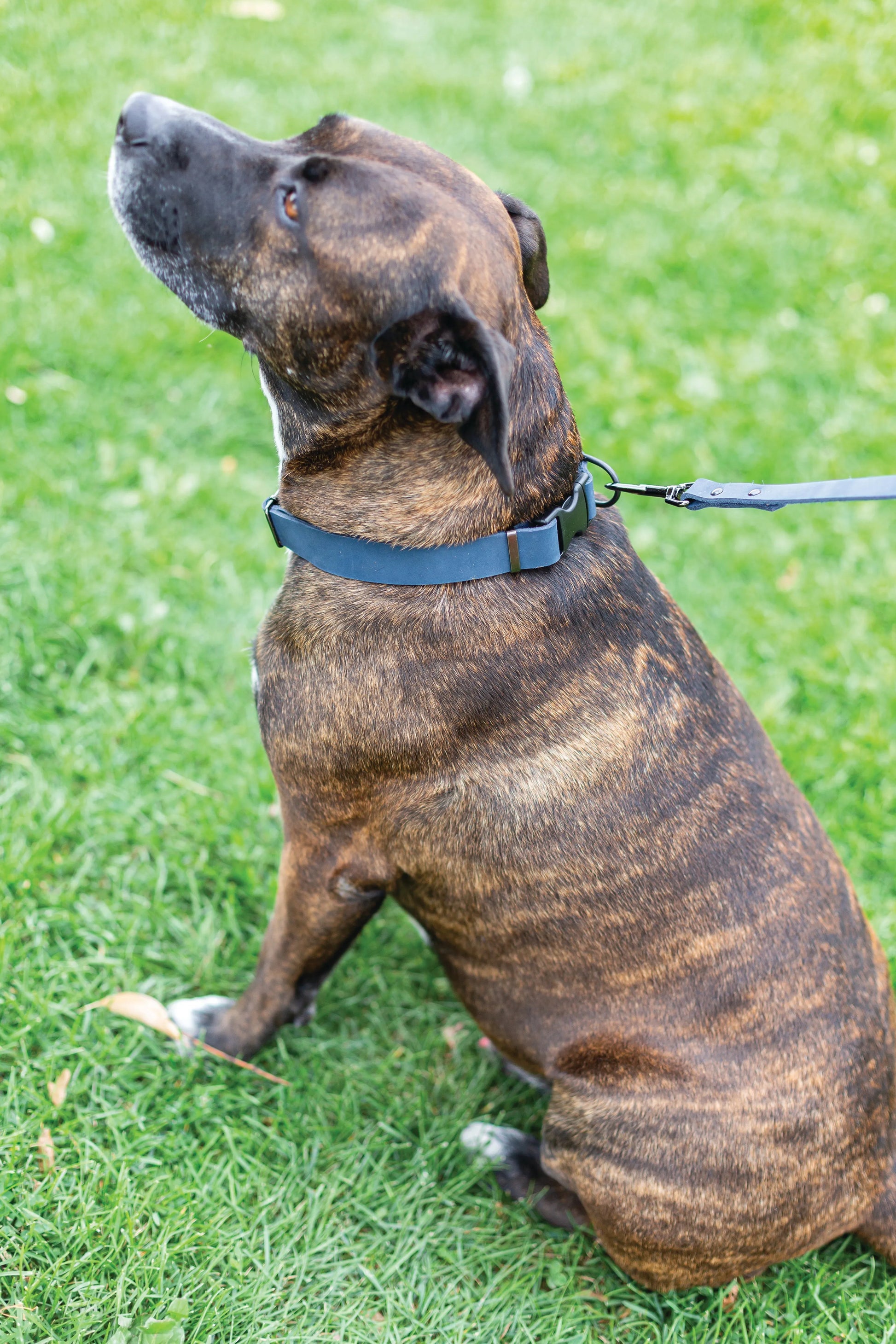 Sport Style Blue Jeans Leather Leash by Euro-Dog Collars and Leads, featuring a stylish blue jeans design, priced at $31.99.