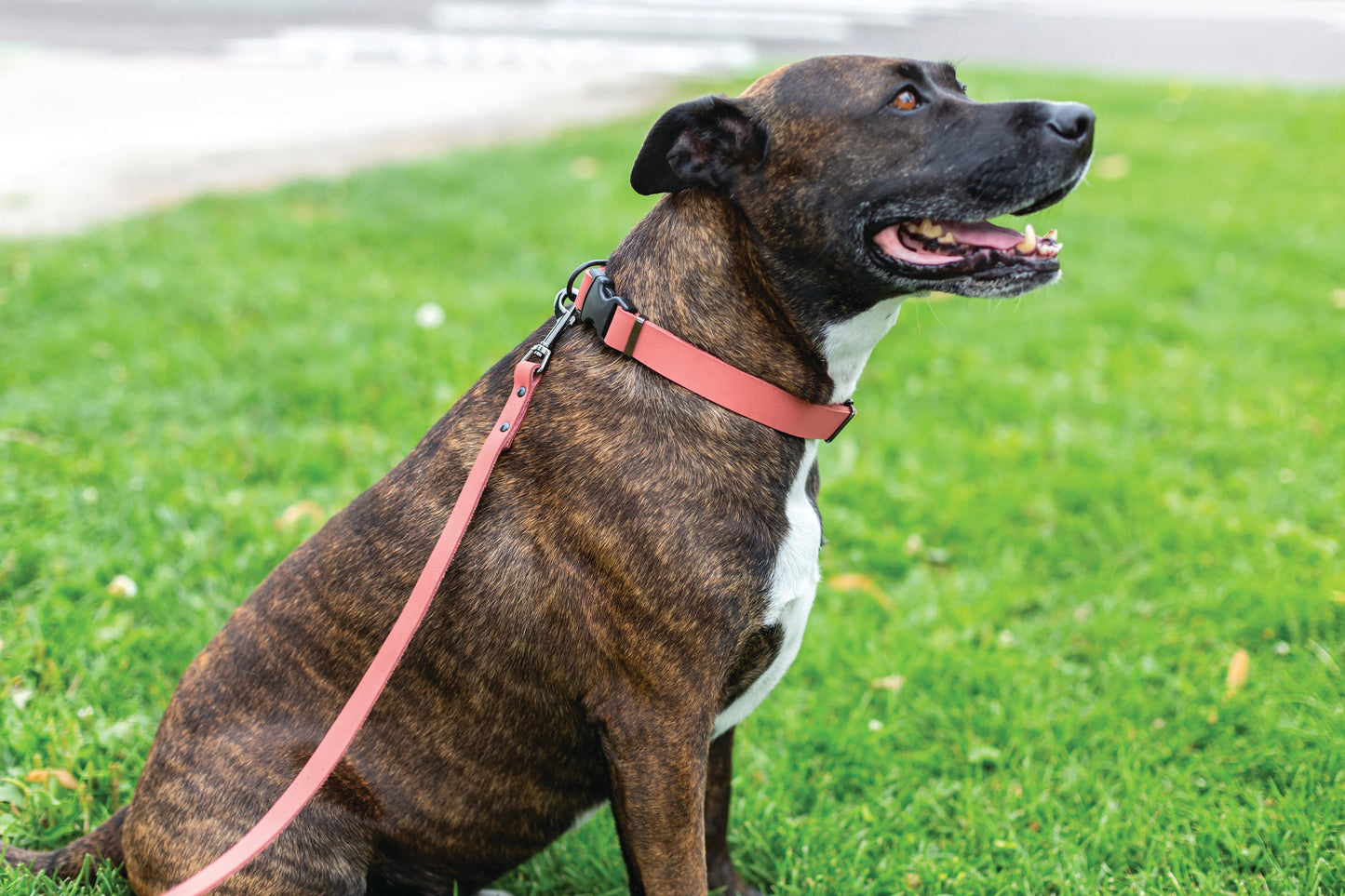Sport Style Coral Reef Leather Leash by Euro-Dog Collars and Leads in vibrant coral color, perfect for stylish dog walks.