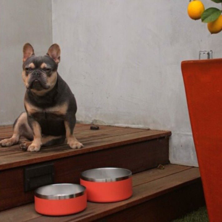 Stainless Steel Pet Bowl – Non-Slip, Durable & Dishwasher Safe | 32oz and 64oz - Purrfect Pet Kingdom